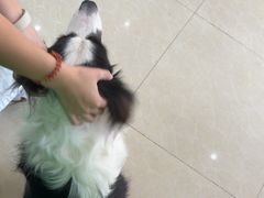 -瑞鹏·疫苗·绝育·宠物医院(金沙洲店)