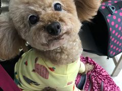 -爱侣宠医·鹦鹉专科·小型哺乳类·异宠专科(灵石路店)