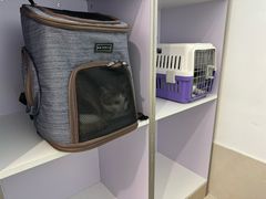 -北京观赏动物医院·24小时大型综合·猫专科·异宠专科