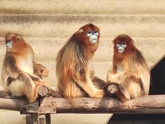 -西安秦岭野生动物园