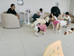 -怪兽屋·羊驼·猫咖·狗咖(俊华广场店)