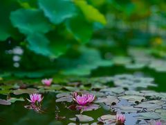 -国家植物园南园