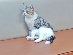 -MOCHA明星猫咖(田子坊店)