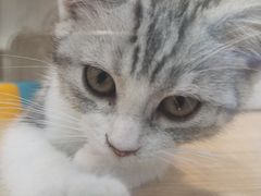 -猫力发电所·宠物专门店
