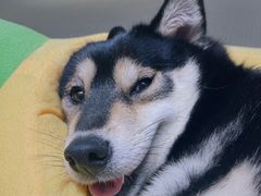 -逗柴咖啡屋·狗咖猫咖宠物桌游