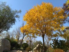 -武清南湖绿博园