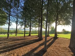 -春花秋色城市公园