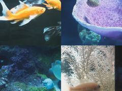 -欢乐海岸海洋奇梦馆
