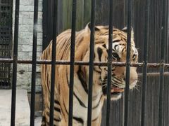 -广东茂名森林公园