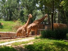 -北京野生动物园