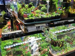 -花鸟鱼虫鲜花绿植市场(玉泉路店)