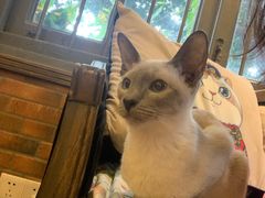 -more than meow吴止猫主题餐厅(承德 中船汇店)