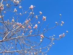 -春风习习