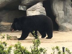 -都江堰中华大熊猫苑