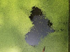 -渌洋湖湿地公园
