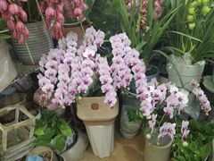 -循礼门鲜花花市(武汉循礼门店)