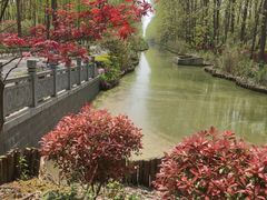 -合肥滨湖国家森林公园