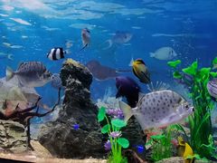 -烟台海昌鲸鲨海洋公园