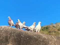 -三亚南山文化旅游区