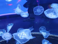 -芜湖新华联大白鲸海洋公园