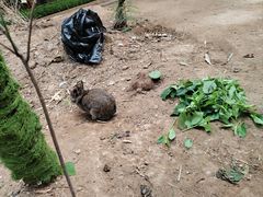 -呀路古热带植物园