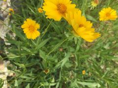 -大塘金香草谷