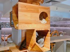-more than meow吴止猫主题餐厅(承德 中船汇店)