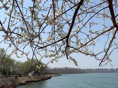 -丁香湖公园