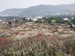 -香雪海