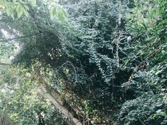 -华侨城湿地公园