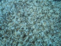 DSC00010-正宗老杨特色爆米花(四棉店)