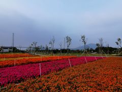 -芒洲湿地公园