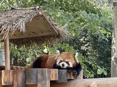 -北京野生动物园