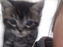 -喵zoo家庭繁育猫舍(尖东智能花园店)