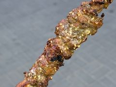 -景泰马记电烤串(景泰店)