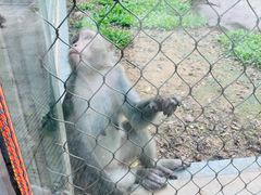 -深圳野生动物园