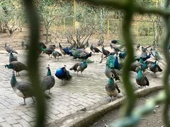 -莫里热带雨林景区