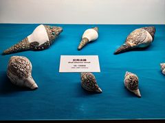 -青岛贝壳博物馆