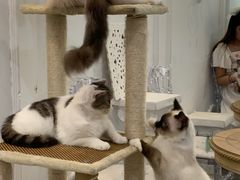 -共舞时光猫咖·狗咖(新街口店)