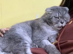 -猫咪咖啡店(新城大街店)