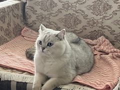 -喵zoo家庭繁育猫舍(尖东智能花园店)