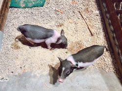 -酷嗒动物文化乐园(cutezoo西溪乐天城店)