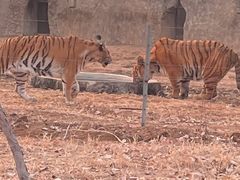 -秦皇岛野生动物园