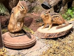 -陕西自然博物馆