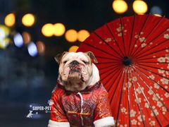 -超宠爱宠物摄影-Super pet