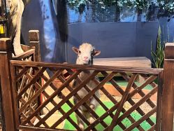 -酷嗒动物文化乐园(cutezoo西溪乐天城店)