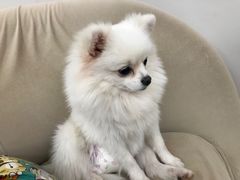 -怪兽屋·羊驼·猫咖·狗咖(俊华广场店)