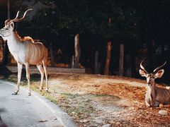 -清迈夜间动物园