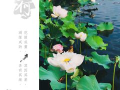 -荷塘月色湿地公园·向阳花洲