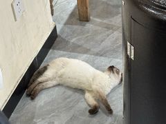 -猫小院猫主题餐厅(南锣旗舰店)